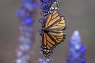 Fears for endangered animals grow as Trump axes automatic protection rule