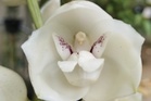 A gardener’s guide to 5 orchids that mimic animals, insects and even a naked man