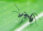 Michelin-starred restaurateur faces jail for using ants in desserts
