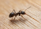 Owner of Michelin-starred restaurant admits using ants as a dessert topping