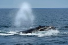 Fears for endangered right whales grow as moratorium clears a key hurdle