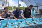 Florida researchers bring endangered elkhorn coral ashore to protect them