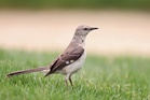 How almost all birdsongs come from just eight basic acoustic sounds