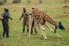 Giraffes given a new home in Uganda to escape oil drilling in the country's largest park