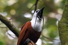 Scientists reveal eight building blocks that make up songs of all birds