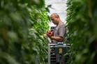 Sainsbury’s to increase British salad produce amid drought fears abroad