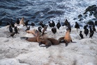 Cruel attack on defenseless sea lion sparks outrage as feds launch probe