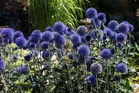 5 plants that may survive while you’re on holiday