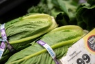 Why is lettuce so often linked to foodborne illness?