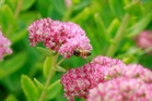 The garden plants that can survive without much water