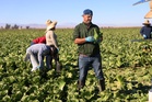 Why does lettuce make us sick so often?