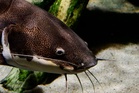 Rare cancer spreading among fish could offer clues to how the disease evolves
