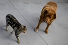 Alabama animal shelter sues to stop massive data center that risks health of thousands of pets