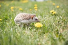 Wildlife centres ‘fit to bursting’ with hedgehogs amid scorching weather