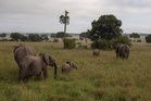 Mysterious deaths of 15 elephants prompt national park investigation