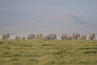 Mystery surrounds deaths of 15 elephants at national park