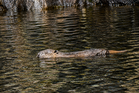 At least two beaver kits born in area of Highlands following repopulation effort
