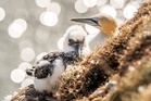 Animal charities welcome NatureScot recommendations to reject guga hunt licence