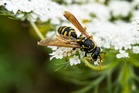 Warning to watch out for boozed-up wasps as summer comes to an end