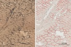 NASA’s Curiosity rover finds mysterious honeycomb textures on surface of Mars