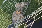 Watch: Bodycam captures dramatic rescue of owl trapped in goal net