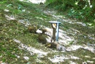 First pine marten kits spotted in Exmoor in success for reintroduction scheme