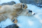 Prague zoo keeps polar bears cool with tons of ice as another European summer heatwave hits