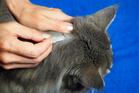 Best flea treatments for your cat, recommended by vets