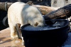 How Prague Zoo is keeping its polar bears cool amid scorching heat