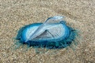 Mysterious blue sea creatures linked to venomous jellyfish wash up on UK beach