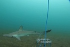 Rare shark species spotted for first time in 20 years near Galapagos Islands