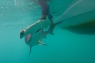 Elusive predator spotted off Galapagos Islands for first time in two decades