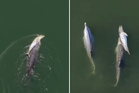 Mother dolphin filmed carrying dead calf through sea for six days in heartbreaking footage
