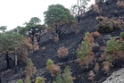 Plans for staged re-opening of wildfire cordons being finalised