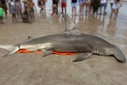 14-foot hammerhead shark with ‘deep laceration’ washes ashore on US beach