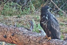 White-tailed eagles released on Exmoor in historic move