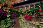 Gardening expert shares seven ways to help wildlife thrive in your small garden