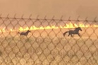 Horses run for lives as Greece wildfire closes in behind them