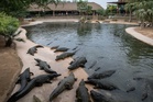 Israel halts plans to introduce crocodiles to jail holding Palestinian prisoners due to animal welfare concerns