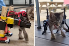 Gelato the kitten gets purpose-built wheelchair after homemade Hot Wheels version went viral
