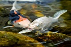 London pensioner kills neighbour’s koi carp in row over noisy pump