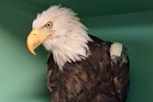 Carers face wave of abuse after Jackie the bald eagle’s death