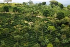 This can be an era of transformational global development despite aid cuts, Rainforest Alliance says