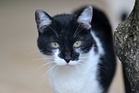 Getting your outdoor cat to live indoors might be easier than you think