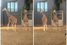 Missing baby giraffes were allegedly hidden with help from federal informant