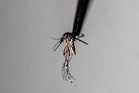 Zika virus mosquito species found breeding in the UK