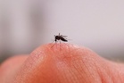 The main reason you are a mosquito magnet but your friend isn’t