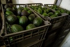 US suspends avocado inspections in Mexican state on Michoacan due to threat