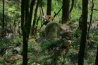 Slings, stones, lasers and dogs: Nepal’s fight against crop-raiding monkeys