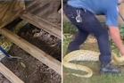 Eight-foot Burmese python which had just feasted on possum found in New Jersey back garden
